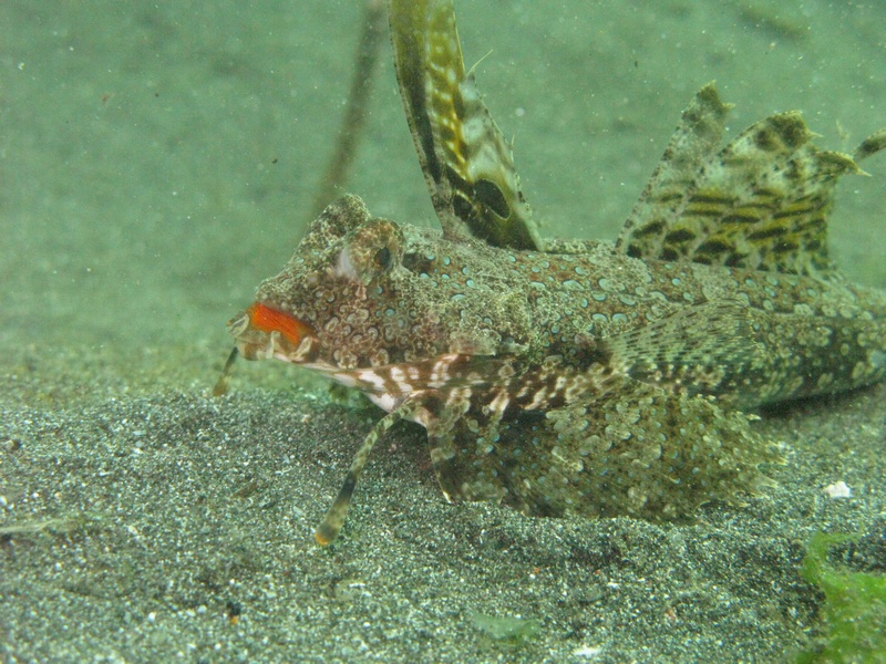 Dragonet